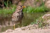 Corn Bunting - Grauwe Gors - Emberiza calandra
