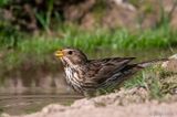 Corn Bunting - Grauwe Gors - Emberiza calandra