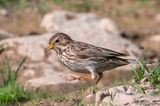 Corn Bunting - Grauwe Gors - Emberiza calandra