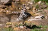 Crested Lark - Kuifleeuwerik - Galerida cristata