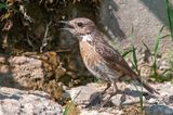 European Stonechat - Roodborsttapuit - Saxicola rubicola