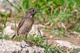 European Stonechat - Roodborsttapuit - Saxicola rubicola