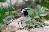 White Wagtail - Witte Kwikstaart - Motacilla alba
