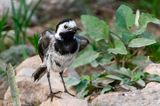 White Wagtail - Witte Kwikstaart - Motacilla alba