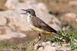 Black-headed (yellow) wagtail - Balkan Gele Kwikstaart - Motacilla (flava) feldegg