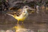Black-headed (yellow) wagtail - Balkan Gele Kwikstaart - Motacilla (flava) feldegg
