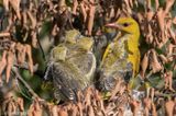 Eurasian Golden Oriole - Wielewaal - Oriolus oriolus