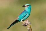 European Roller - Scharrelaar - Coracias garrulus