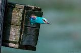 European Roller - Scharrelaar - Coracias garrulus