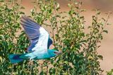 European Roller - Scharrelaar - Coracias garrulus