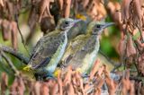 Eurasian Golden Oriole - Wielewaal - Oriolus oriolus