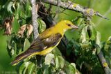 Eurasian Golden Oriole - Wielewaal - Oriolus oriolus