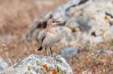Isabelline Wheatear - Izabeltapuit - Oenanthe isabellina