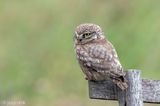 Little Owl -  Steenuil - Athene noctua