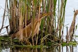 Little Bittern - Woudaap - Ixobrychus minutus