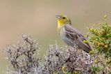 Cinereous Bunting - Smyrnagors - Emberiza cineracea