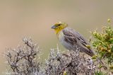 Cinereous Bunting - Smyrnagors - Emberiza cineracea