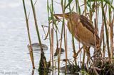 Little Bittern - Woudaap - Ixobrychus minutus