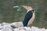 Little Bittern - Woudaap - Ixobrychus minutus