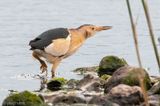 Little Bittern - Woudaap - Ixobrychus minutus