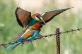 European Bee-eater - Bijeneter - Merops apiaster