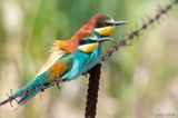 European Bee-eater - Bijeneter - Merops apiaster