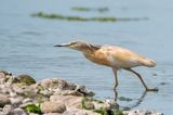 Squacco Heron - Ralreiger - Ardeola ralloides