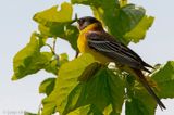 Black-headed Bunting - Zwartkopgors - Emberiza melanocephala