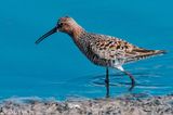 Curlew Sandpiper - Krombekstrandloper - Calidris ferruginea