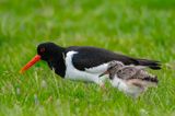Eurasian Oystercatcher - Scholekster - Haematopus ostralegus