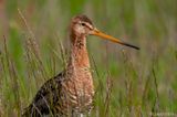 Black-tailed Godwit - Grutto - Limosa limosa