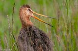 Black-tailed Godwit - Grutto - Limosa limosa