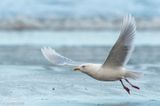Iceland Gull - Kleine Burgemeester - Larus glaucoides