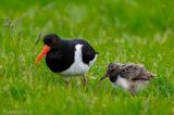 Eurasian Oystercatcher - Scholekster - Haematopus ostralegus