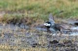 White Wagtail - Witte Kwikstaart - Motacilla alba