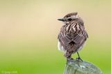 Whinchat - Paapje - Saxicola rubetra