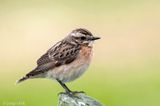 Whinchat - Paapje - Saxicola rubetra