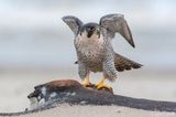 Peregrine - Slechtvalk - Falco peregrinus