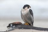 Peregrine - Slechtvalk - Falco peregrinus