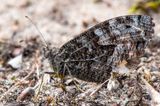 Grayling - Heivlinder - Hipparchia semele