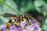 Ancistrocerus nigricornis - Muurwesp