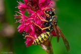 European Paper Wasp - Franse Veldwesp - Polistes dominula