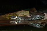 Barred Grass Snake - Ringslang - Natrix helvetica