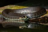 Barred Grass Snake - Ringslang - Natrix helvetica