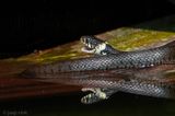 Barred Grass Snake - Ringslang - Natrix helvetica