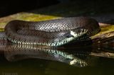 Barred Grass Snake - Ringslang - Natrix helvetica