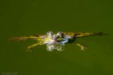 Pelophylax spec - Groene Kikker spec