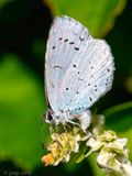 Holly Blue - Boomblauwtje - Celastrina argiolus