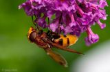Hornet Mimic hoverfly - Stadsreus (Hoornaarzweefvlieg) - Volucella zonaria