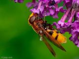 Hornet Mimic hoverfly - Stadsreus (Hoornaarzweefvlieg) - Volucella zonaria